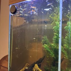 My guppy army