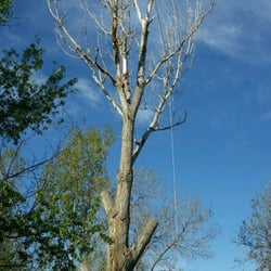 R&M Tree Service - Climbing the tree for safe removal