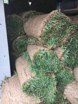 Westurf Nursery 1612 Claus Rd Modesto Ca Sod Sodding Westurf Nursery 1612 Claus Rd Modesto Ca Sod Sodding