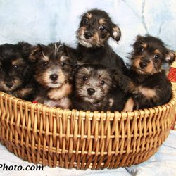 SavingLittle Strays Rescue - This is how it's started! Little of 5 pups, bottled feed from the day of birth, all found their forever loving homes!