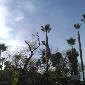 Alameda Landscaping and Tree Service - palm trees in the background - Tree Services Near Me Alameda Landscaping and Tree Service - palm trees in the background - Tree Services Near Me