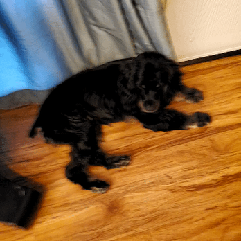 Jasmine Pet Grooming - Pet Groomers Near Me - Brea, California