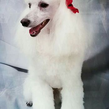 Animal Oasis - Pet Groomers Near Me - Ammon, Idaho