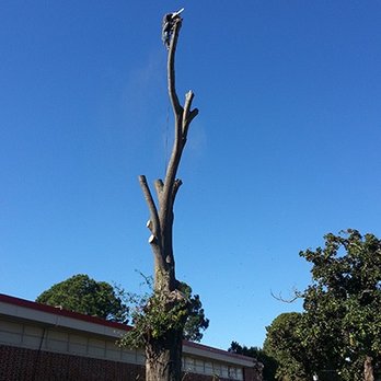 Rodriguez Tree Service - Tree Services Near Me - Tyler, Texas Rodriguez Tree Service - Tree Services Near Me - Tyler, Texas