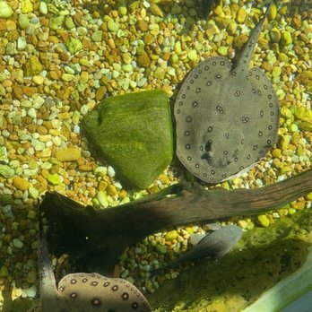 Zoo Miami - Sting Ray - Zoos Near Me - Miami, Florida