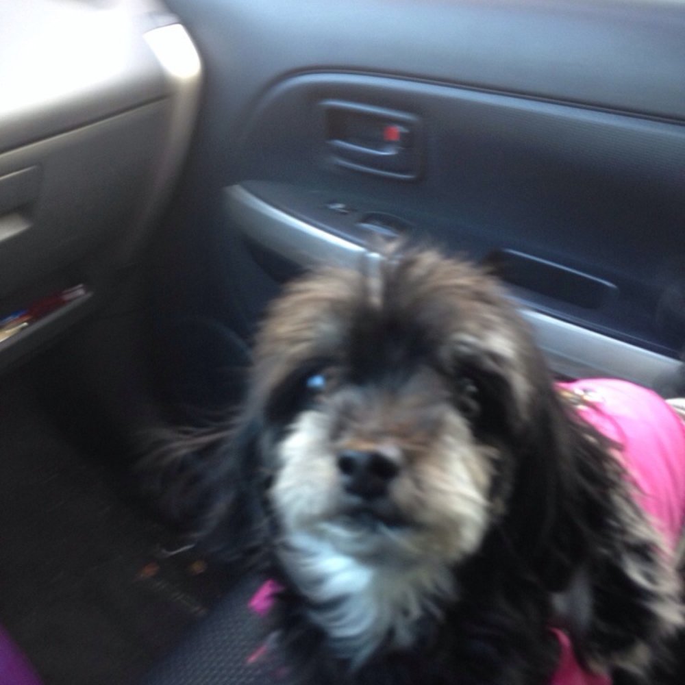 Pets R Us - Pet Sitting Near Me - Glendale, California Pets R Us - Pet Sitting Near Me - Glendale, California
