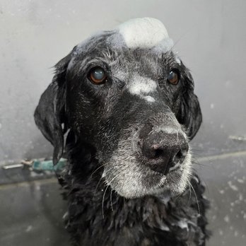 Sierra's Paw Spa - Pet Groomers Near Me - Fillmore, California Sierra's Paw Spa - Pet Groomers Near Me - Fillmore, California