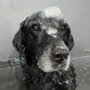 Photo of Sierra's Paw Spa