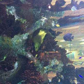 Shark Pit Bar & Grill - Big yellow eel in the middle there, gargantuan fish tank - New American Near Me - Cocoa Beach, Florida Shark Pit Bar & Grill - Big yellow eel in the middle there, gargantuan fish tank - New American Near Me - Cocoa Beach, Florida