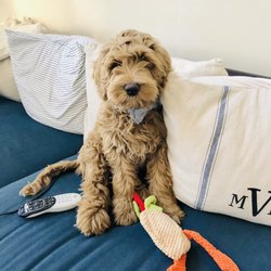 Tempe Feed - Dog toy.