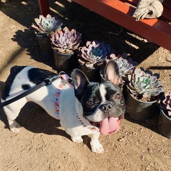 Waterwise Botanicals - Nurseries & Gardening Near Me - Bonsall, California