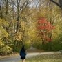 Photo of Les Arends Forest Preserve