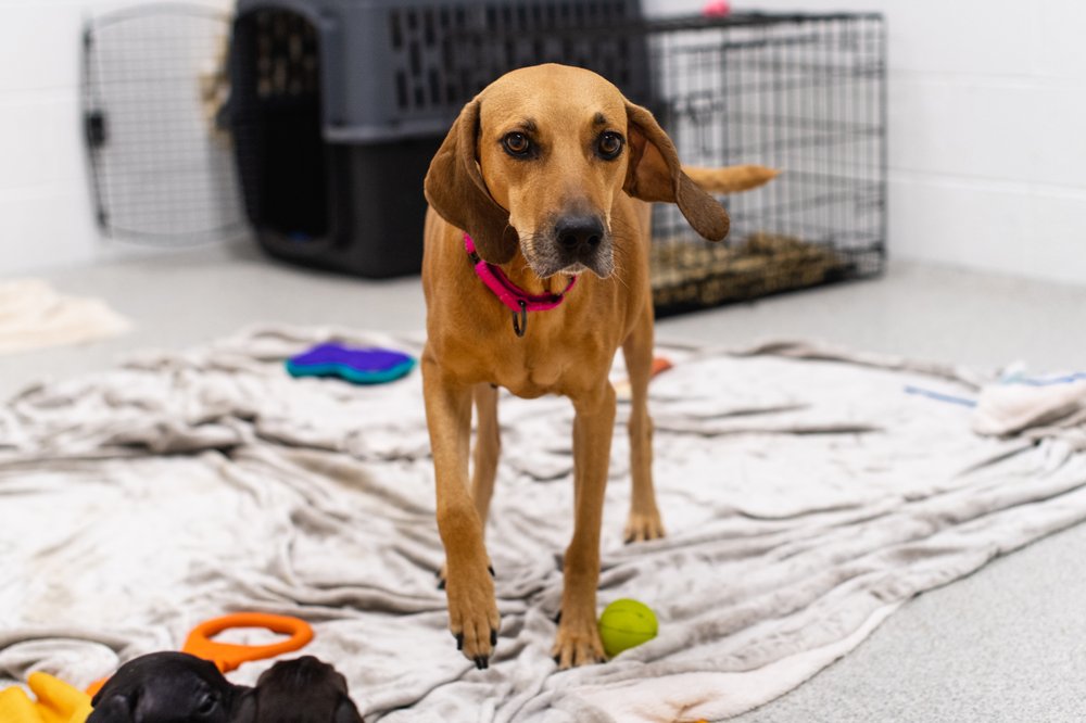 ALMOST THERE A MOM + PUPS RESCUE Updated November 2024 28 Photos