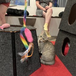 One of our kitty friends