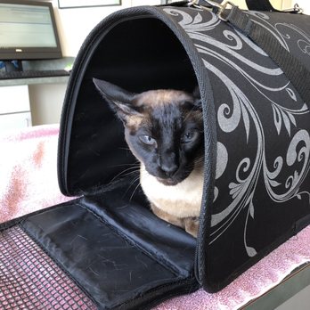 Cherry Valley Veterinary Hospital - Irisa the cat is waiting for the vaccination - Veterinarians Near Me - Duvall, Washington Cherry Valley Veterinary Hospital - Irisa the cat is waiting for the vaccination - Veterinarians Near Me - Duvall, Washington