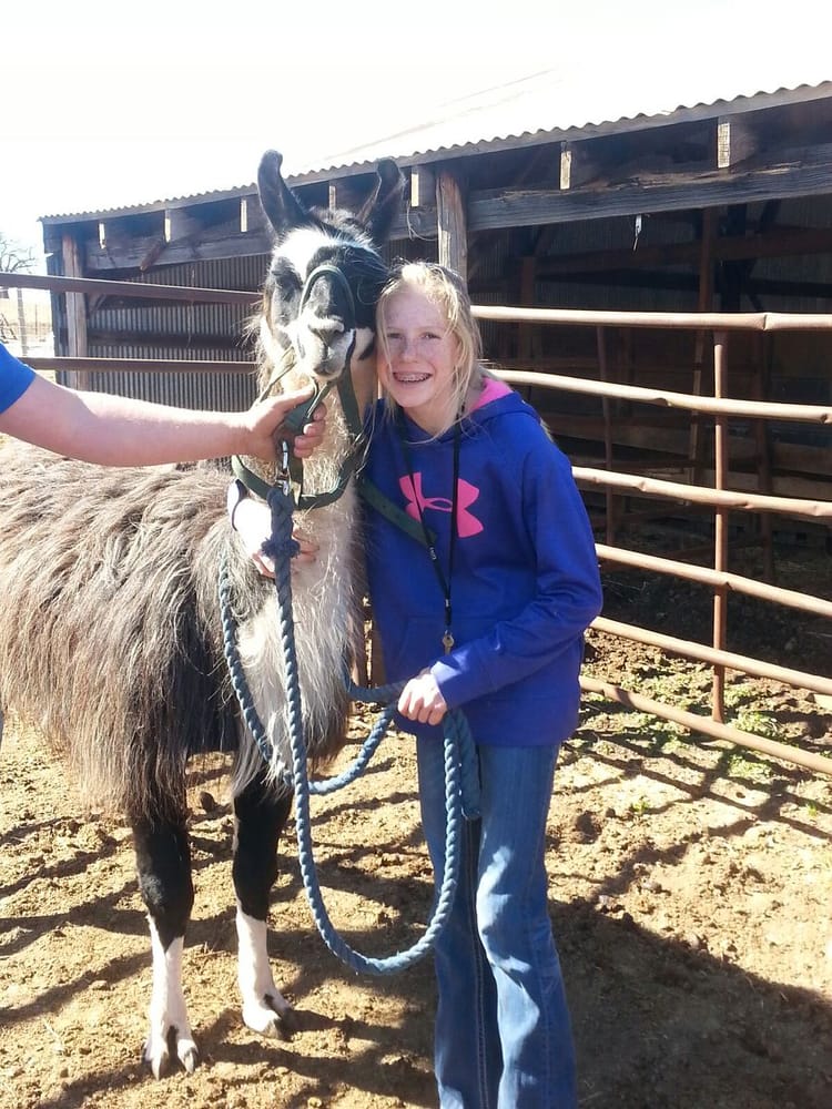 Jc Stockyards Livestock Auction - equestrian in Meeker, OK