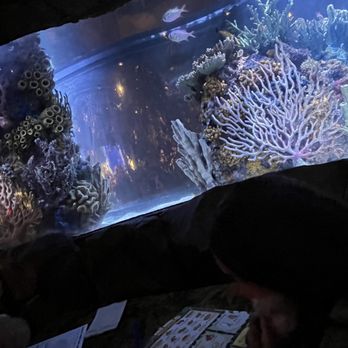 Rainforest Cafe - Aquarium beside our table - American Near Me - Grapevine, Texas Rainforest Cafe - Aquarium beside our table - American Near Me - Grapevine, Texas