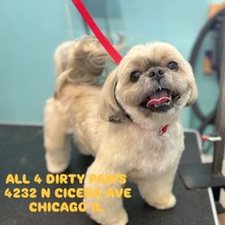 All 4 Dirty Paws