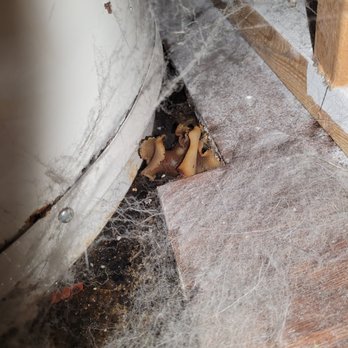 Westwynd Realty - This is growing from the under pad. I have no clue how to even start! - Property Management Near Me - Burnaby, British Columbia