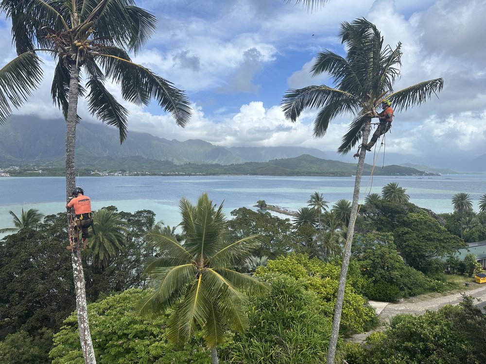 Island Trees - tree service in Kailua, HI