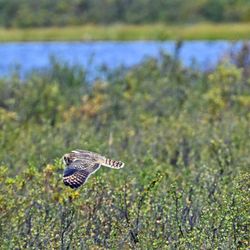 Dechenla Lodge and Wilderness Resort - Gyrfalcon