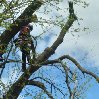 Marlow Tree Service - Tree Services Near Me Marlow Tree Service - Tree Services Near Me