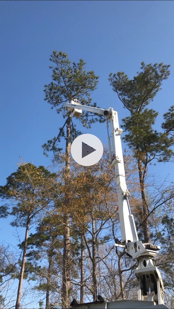 J & J COMPLETE TREE SERVICE Updated August 2024 15 Photos 208