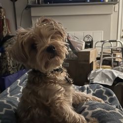 Kennesaw Mountain Animal Hospital - Scarlett