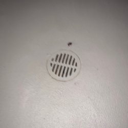Luna Warner Center - Roaches