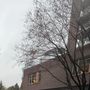 Photo of Rollin Street Flats