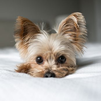 Balcones Animal Hospital - Pet Sitting Near Me - Austin, Texas