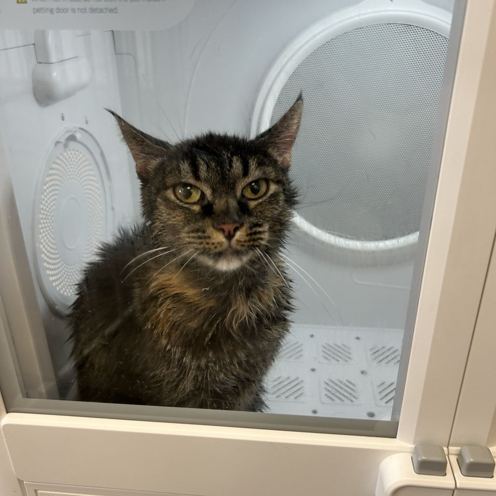 Pet Beloved - So cuteee - Pet Groomers Near Me - San Diego, California Pet Beloved - So cuteee - Pet Groomers Near Me - San Diego, California