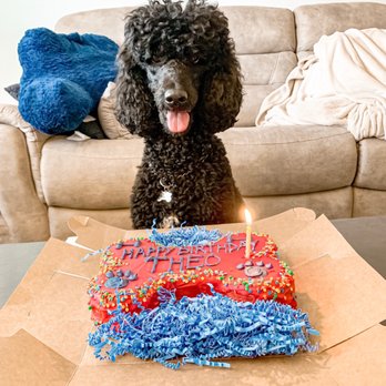 Dog City Bakery II - Pet Stores Near Me - Sandy Springs, Georgia