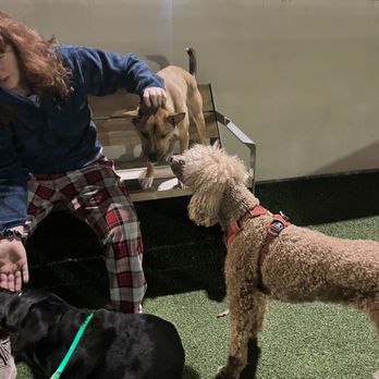 The Pup School - Pet Training Near Me The Pup School - Pet Training Near Me