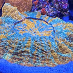 Aquatic Jewels - Acanthophyllia coral for sale