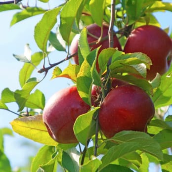Dressel Farms - Picking away - Fruits & Veggies Near Me - New Paltz, New York
