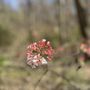Photo of University of Tennessee Arboretum