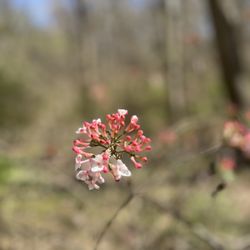 University of Tennessee Arboretum