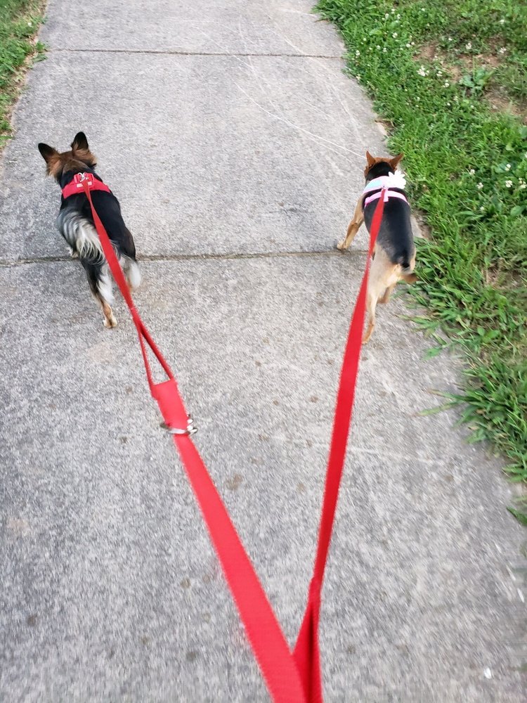 615 PET SITTING Updated June 2024 Hendersonville, Tennessee Pet