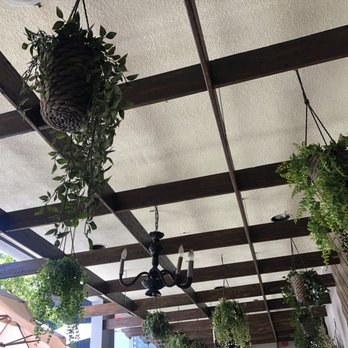 Blue Daisy - Beautiful hanging plants - Creperies Near Me - Santa Monica, California