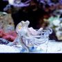 Woofs & Waves Pet & Aquarium Supply Store