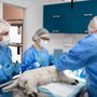 Photo of Emmerson Animal Hospital