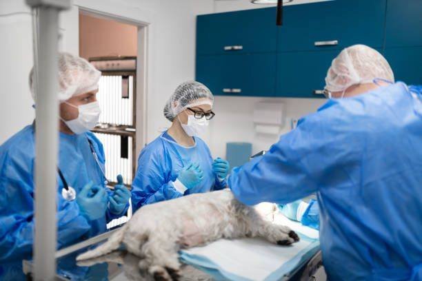 Emmerson Animal Hospital - pet boarding facility in Dorchester, MA