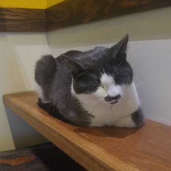 Seattle Meowtropolitan - Themed Cafes Near Me - Seattle, Washington Seattle Meowtropolitan - Themed Cafes Near Me - Seattle, Washington