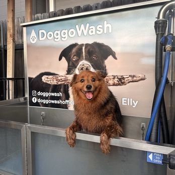 DoggoWash - Pet Groomers Near Me - San Diego, California