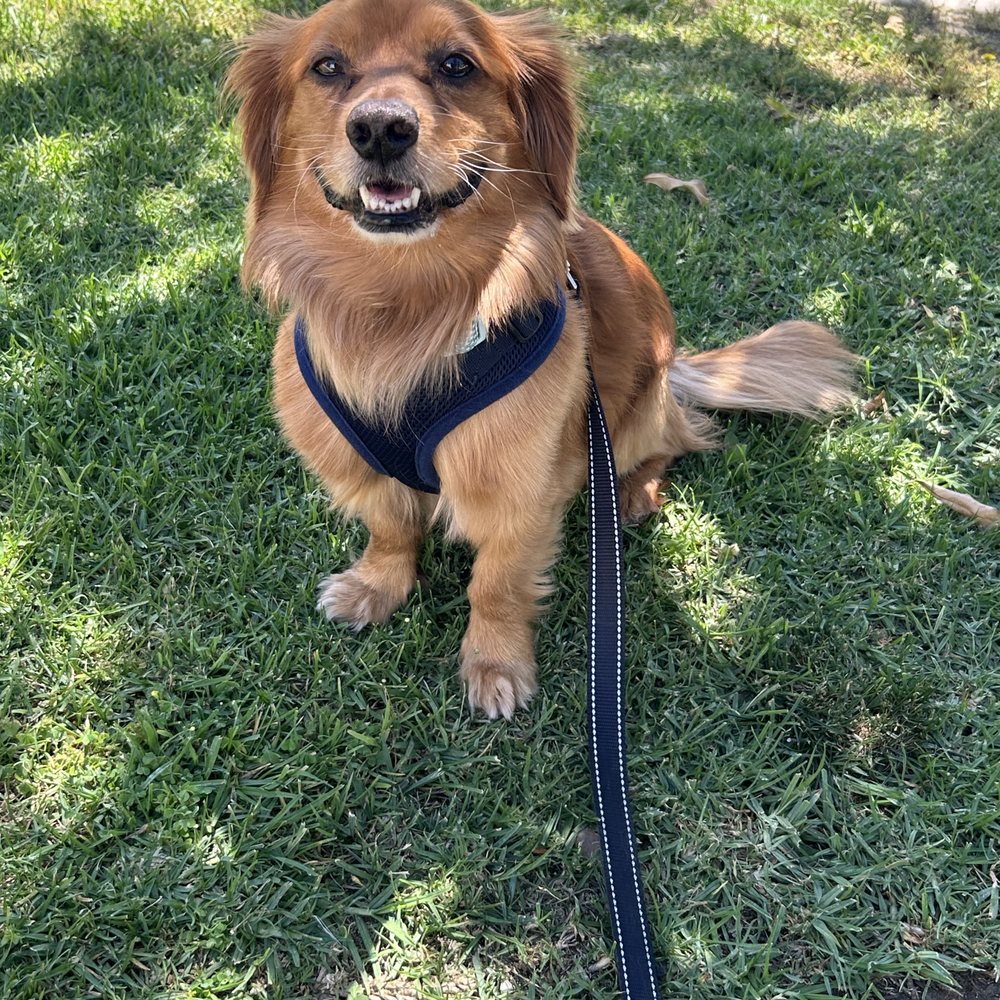 Our little Cooper pup! Our little Cooper pup!