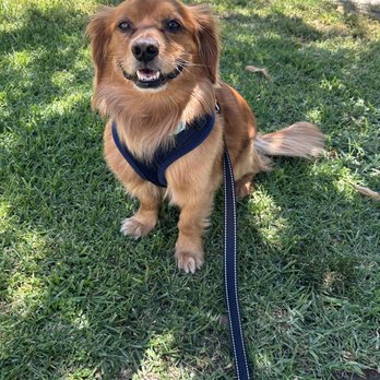 Camp Cocker Rescue - Our little Cooper pup! - Animal Shelters Near Me - Los Angeles, California Camp Cocker Rescue - Our little Cooper pup! - Animal Shelters Near Me - Los Angeles, California