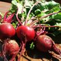 Photo of Green Girl Farms