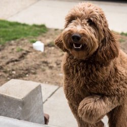 Yankee Doodles and Poodles - My fabulous Oriana x Geronimo pup, Moose. Fabulous temperament; so loving, goofy, and playful!
