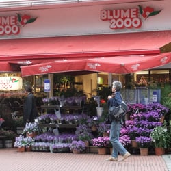Blume 2000  Tibarg